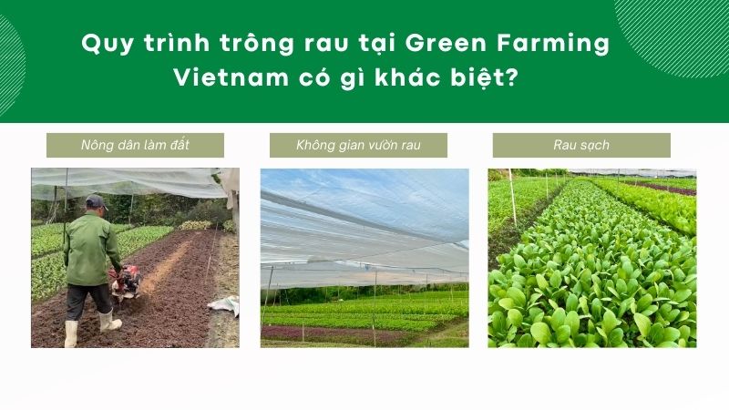 Quy trình trồng rau tại Green Farming Vietnam có gì khác biệt